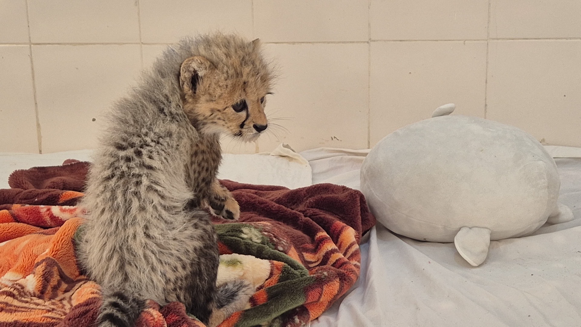 baby cheetah on a blanket