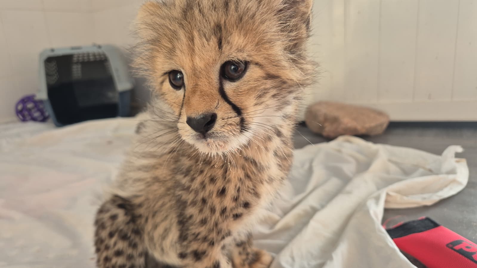 baby cheetah