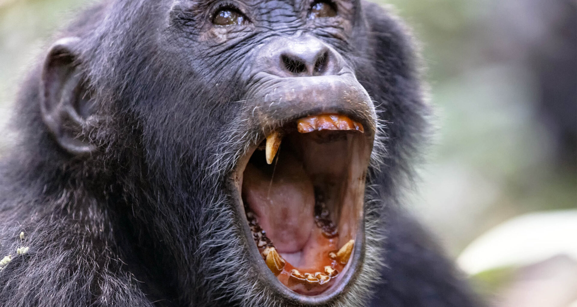 Wild chimpanzees have been locked in "civil war" for eight years