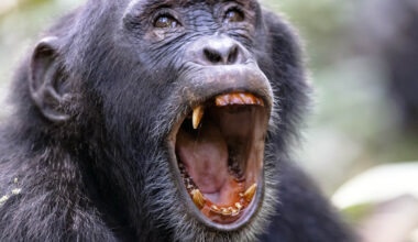 Wild chimpanzees have been locked in "civil war" for eight years
