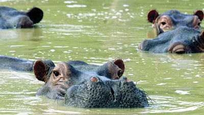 Colombia to kill 80 wild hippos once owned by Pablo Escobar: Why are the African giants being killed?