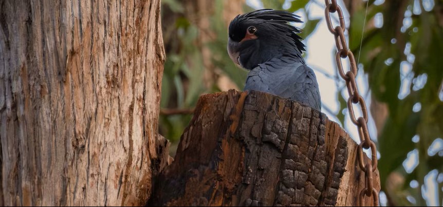 Endangered Cockatoos Finally Hatch Chick in Artificial Nest, a Promise of Conservation Success