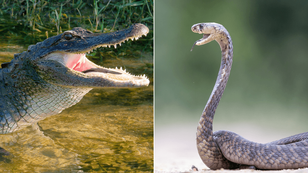 Crocodile and snake
