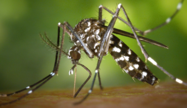 Using AI to study malaria protein interactions