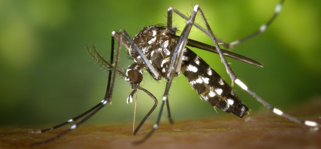 Using AI to study malaria protein interactions