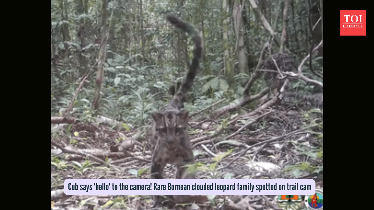 Cub says 'hello' to the camera! Rare Bornean clouded leopard family spotted on trail cam