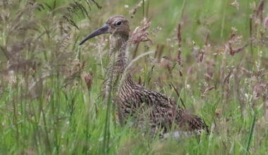 Curlew Conservation Trust established in Sliabh Beagh