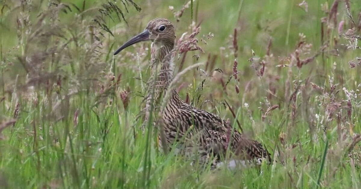 Curlew Conservation Trust established in Sliabh Beagh