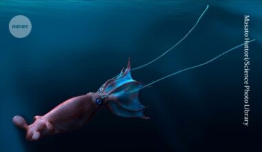 Did kraken-like octopuses rule Cretaceous seas? Massive jaw fossils offer clues