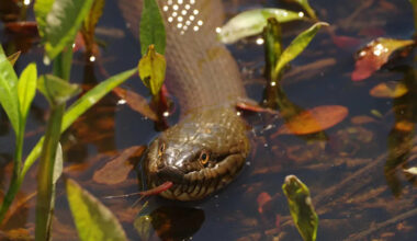 How Big Can a Northern Water Snake Get?