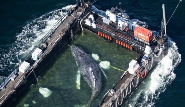 Barge carrying Timmy the humpback whale journeys to North Sea in rescue bid
