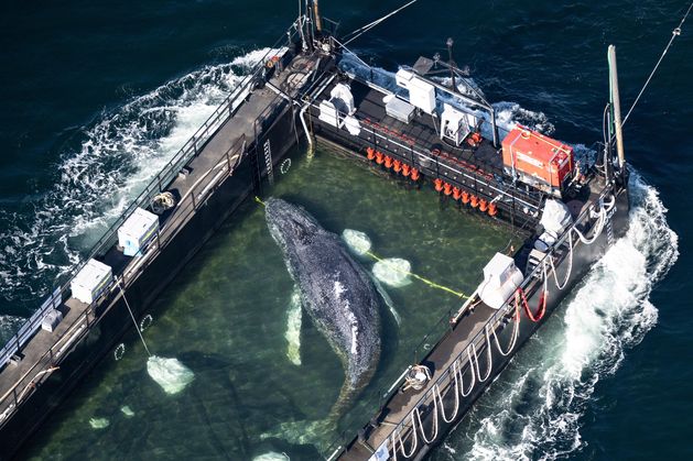 Barge carrying Timmy the humpback whale journeys to North Sea in rescue bid