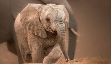 First Footage of 4-Hour-Old Baby Elephant Is Ultimate Total Cuteness Overload
