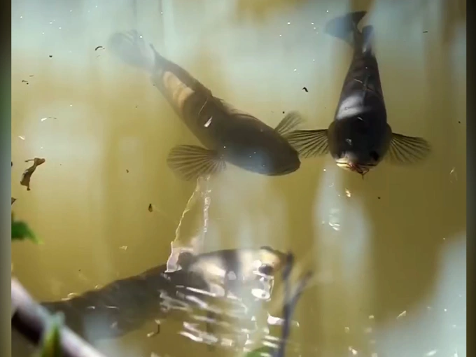 Đàn cá lóc 'tắm nắng' như đi nghỉ dưỡng