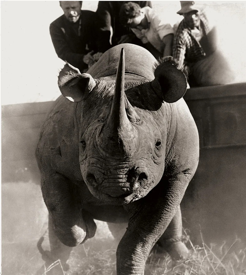 A black-and-white, low-angle shot of a rhinoceros charging toward the camera with several men visible in the background.