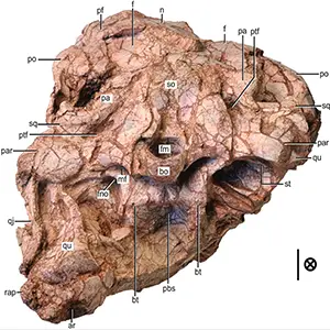 The posterior portion of the skull Ptychotherates bucculentus, meat-eating dinosaur, in posterior view. Crossed circle indicates posterior direction out of page. Scale bar represents 1 cm. Credit: Virginia Tech