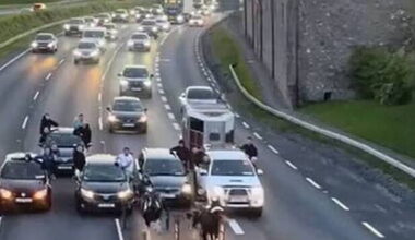 Documentary sparks concern across Europe over animal welfare in Ireland