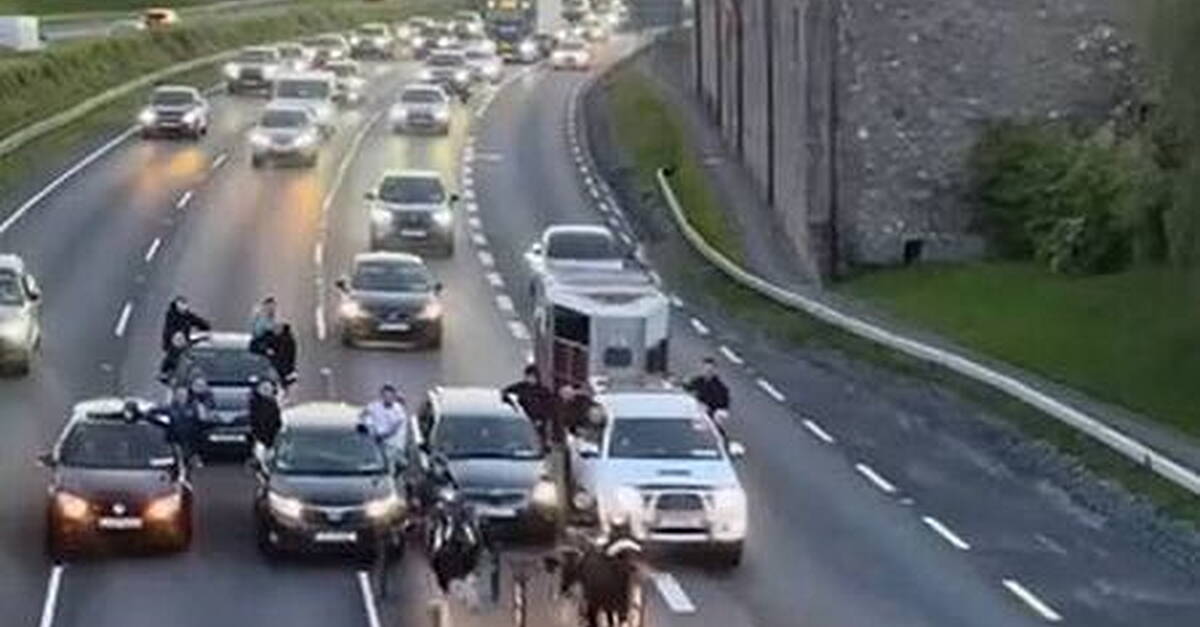 Documentary sparks concern across Europe over animal welfare in Ireland