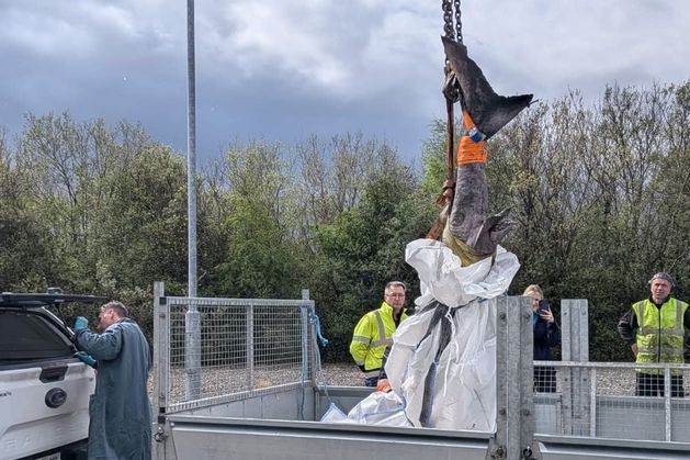 Rare shark washes up on west coast: ‘The elusive Greenland Shark has a life span of several centuries’
