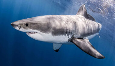Great White Sharks Are Being Pushed to Their 'Physiological Limits' by Warming Oceans, Study Finds