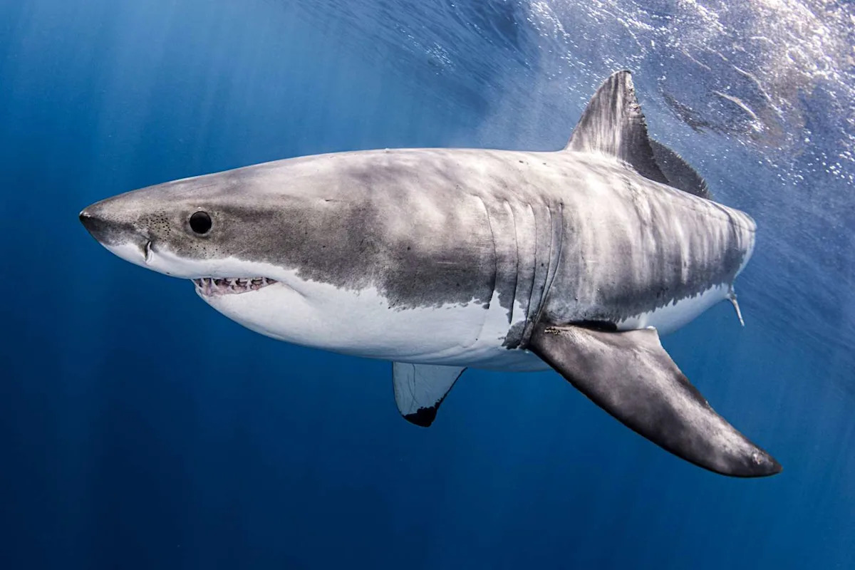 Great White Sharks Are Being Pushed to Their 'Physiological Limits' by Warming Oceans, Study Finds