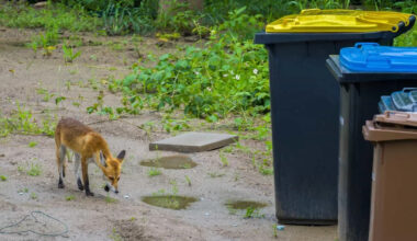 How Birds and Foxes Are Helping Scientists Detect Antibiotic Resistance Before It Spreads