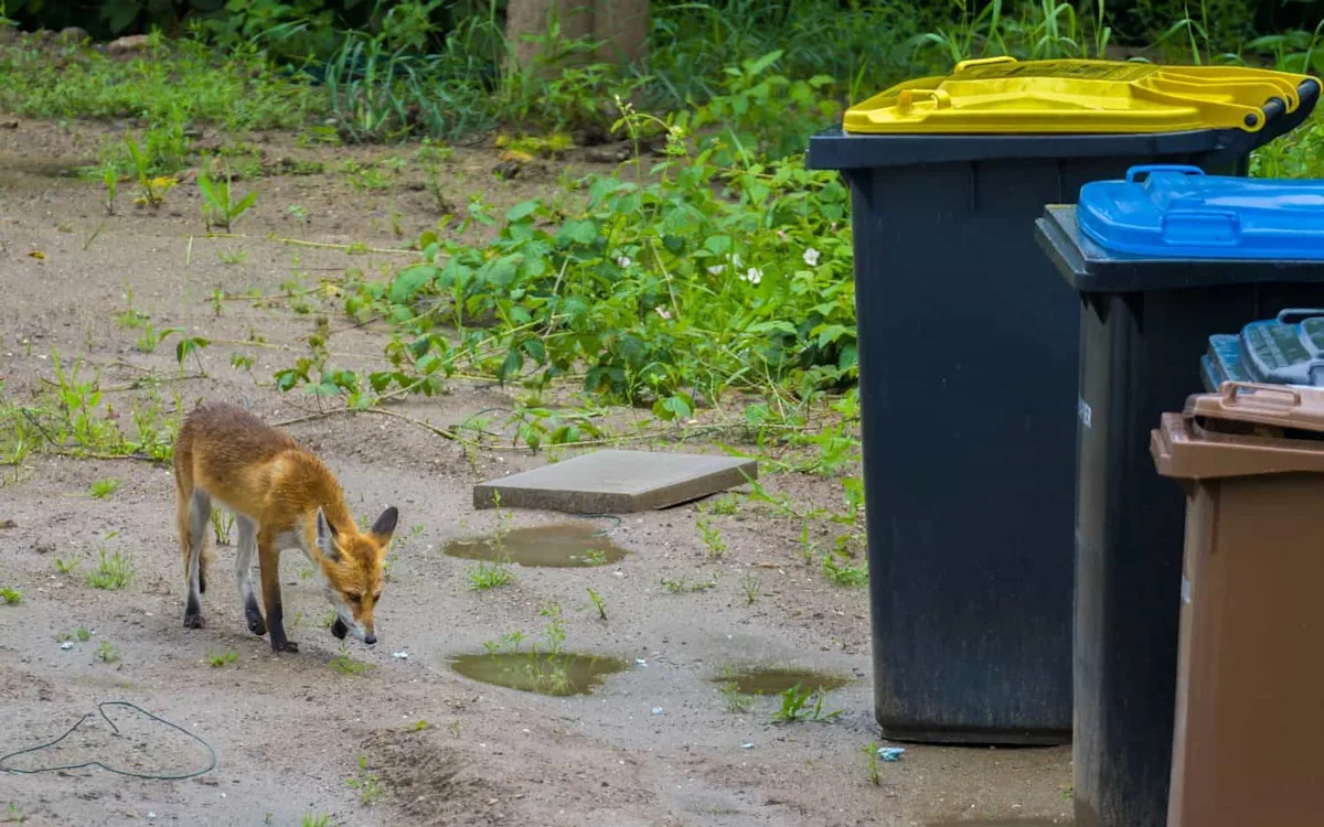How Birds and Foxes Are Helping Scientists Detect Antibiotic Resistance Before It Spreads