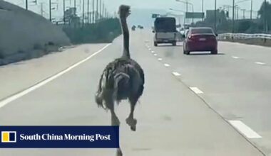 Ostrich escapes animal cafe, sprints down Thai highway