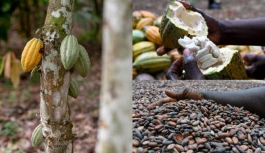 Ghana records over $3 billion in exports as cocoa processing drives industrial shift
