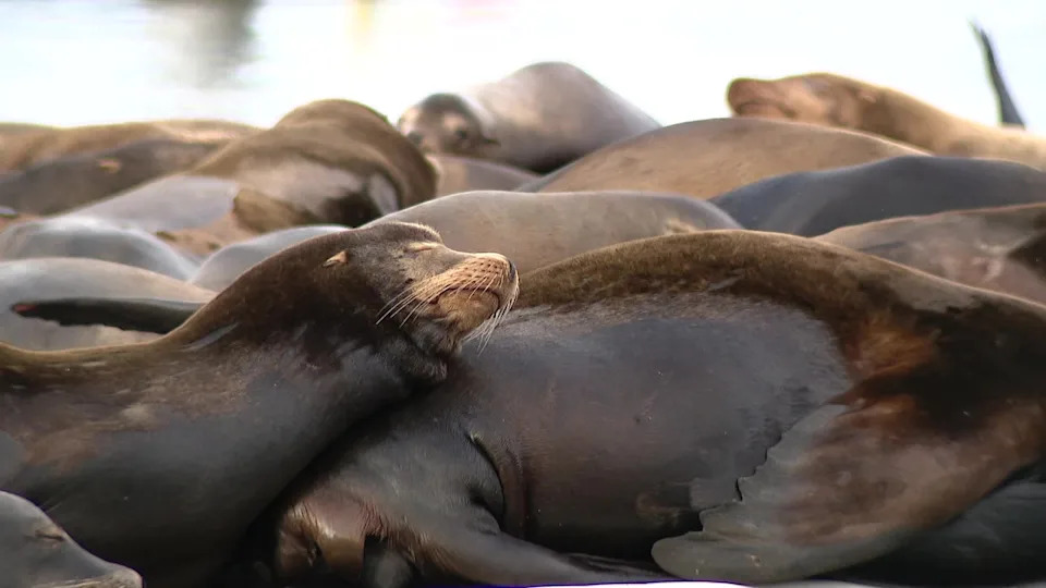 <div>Sea lions in Ballard</div><strong>(FOX 13 Seattle)</strong>