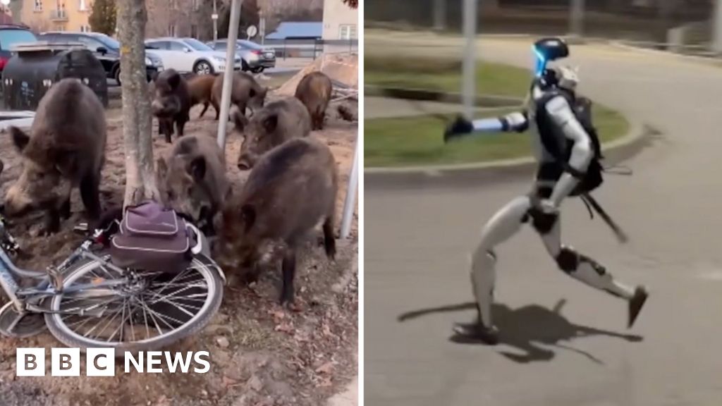 A splitscreen image which shows a group of wild boar next to a bike, and a robot running