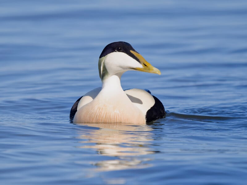 A large duck with black, white, and pale peach plumage and a greenish beak floats calmly on blue water.