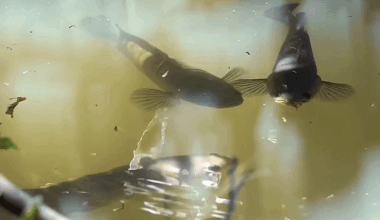 Snakehead fish spotted sunbathing like tourists on holiday