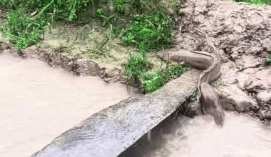 Catfish crawl onto land as heavy rain triggers flooding