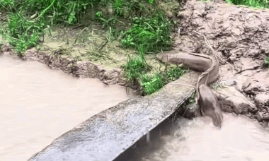 Catfish crawl onto land as heavy rain triggers flooding