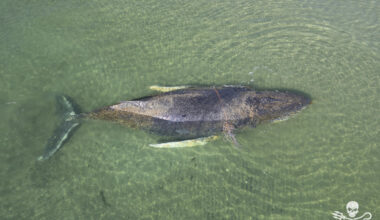 Beached whale grips and divides Germany