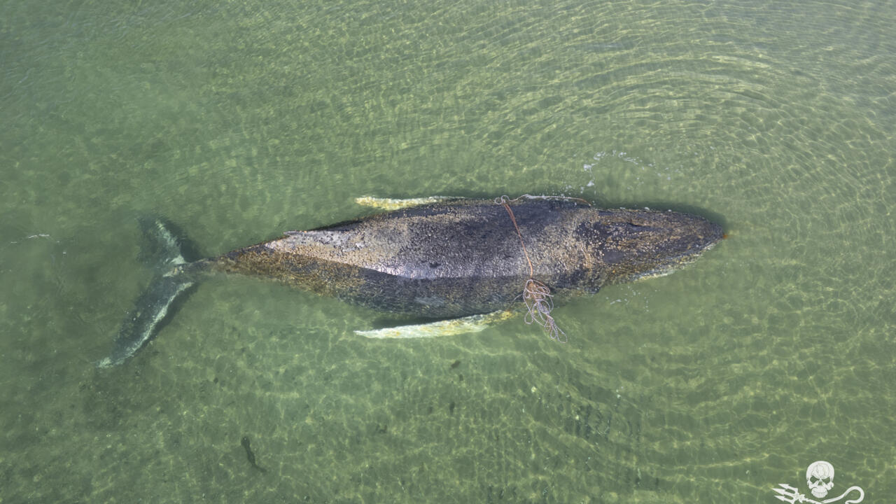 Beached whale grips and divides Germany