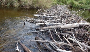 Do beaver dams really make flooding worse? Research casts doubt on beavers as flood culprits
