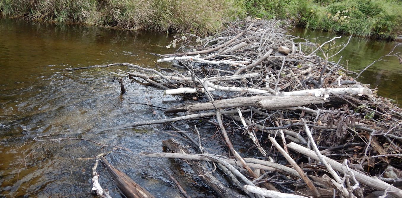 Do beaver dams really make flooding worse? Research casts doubt on beavers as flood culprits