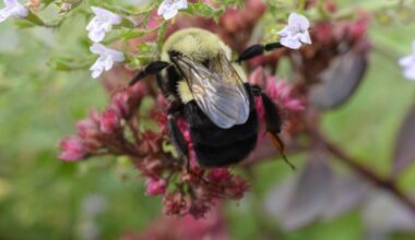 Queen bumblebees can breathe underwater — for days. We discovered how
