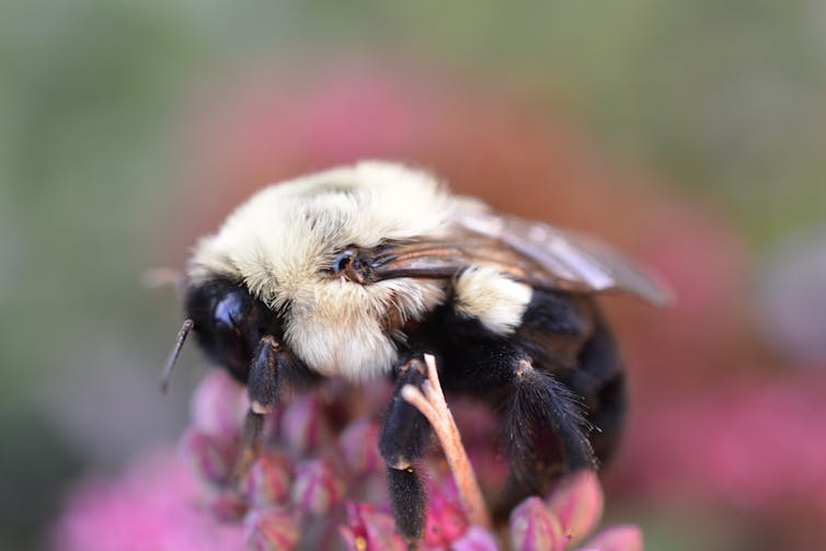 Close up of a queen bumblebee.