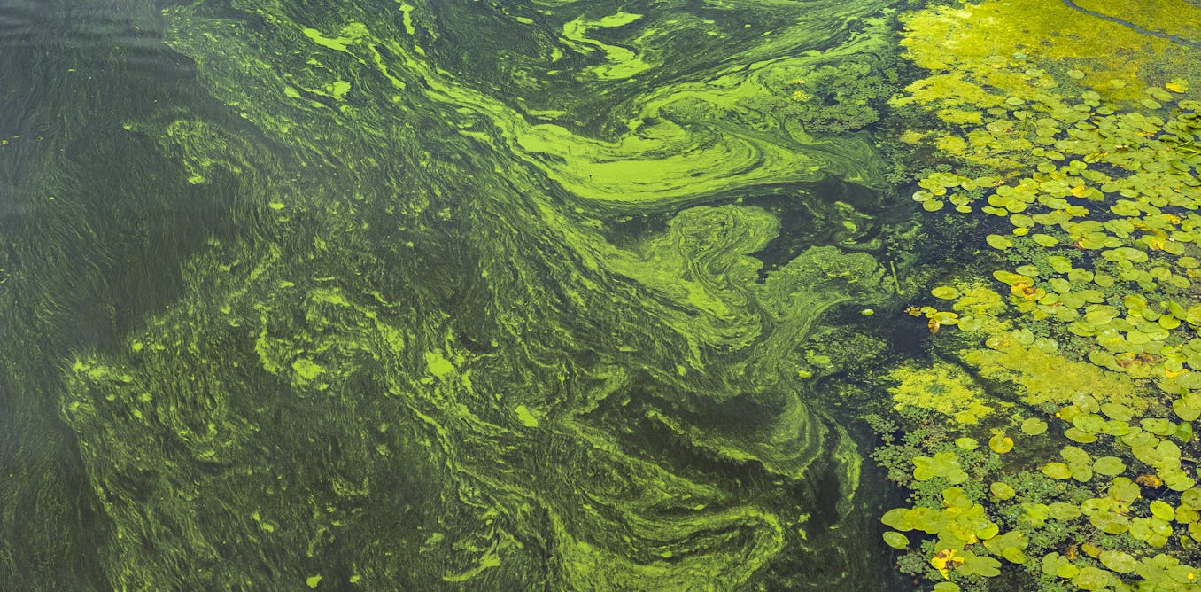 Toxic blooms and invasive clams are forcing a rethink on the Waikato River