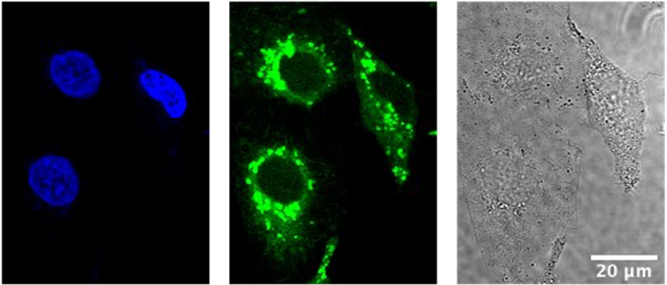 Series of three images: bright blue ovals on a black background, green illumination on a black background, black and white image of cell pattern