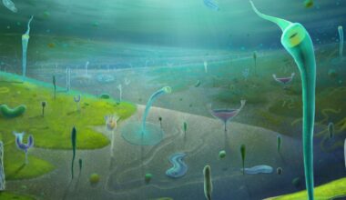 Humans’ closest invertebrate ancestors date back much further than thought – how we discovered the fossils that show this