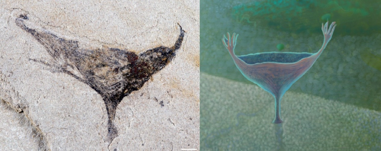 A fossil (plus artist's reconstruction) found in the Jiangchuan biota (~554-539mya).