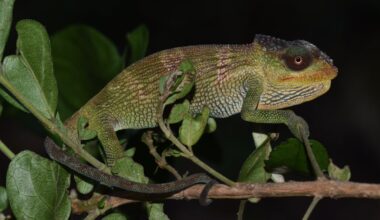 Mozambique ‘sky island’ expeditions found 4 new species of chameleon – already at risk from forest loss