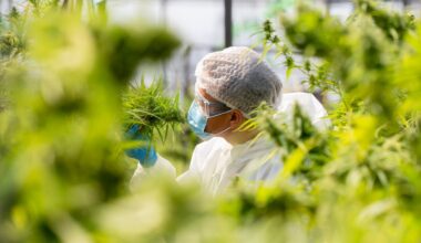 Cannabis legalization spurs innovation, but not always in ways that benefit patients or public health