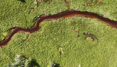 Your local fishing hole is getting browner, changing which fish species thrive and which ones struggle