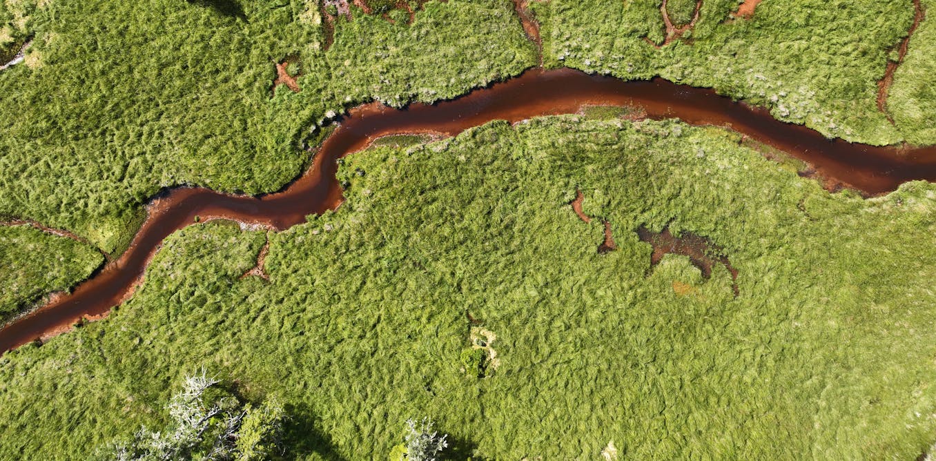 Your local fishing hole is getting browner, changing which fish species thrive and which ones struggle