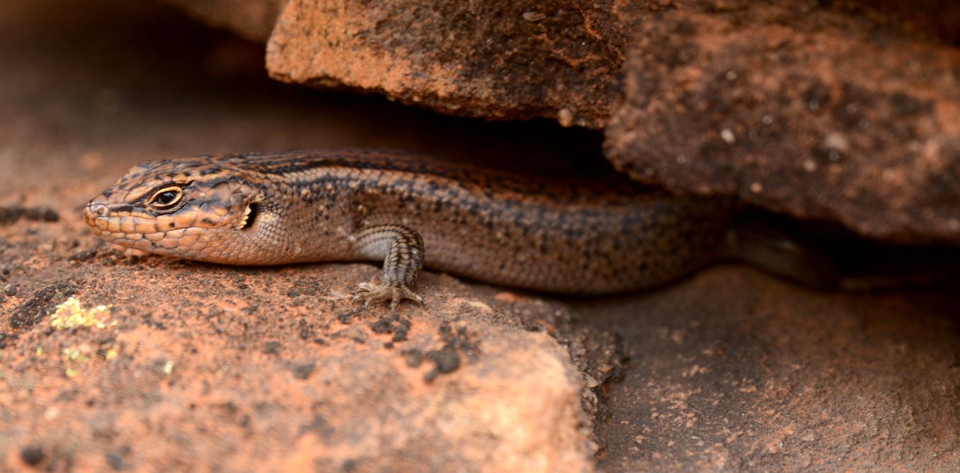 Meet kungaka – ‘the hidden one’. This ancient lizard could be the rarest reptile in Australia